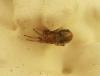Zygiella x-notata
